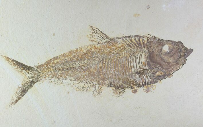 Beautiful, Diplomystus Fossil Fish - Wyoming #94882